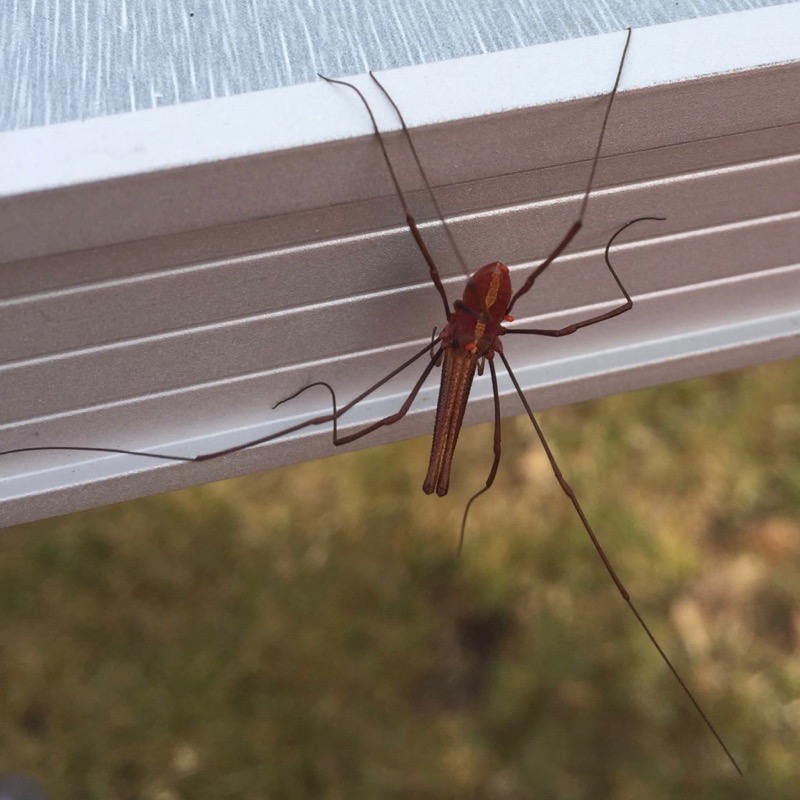 harvestman